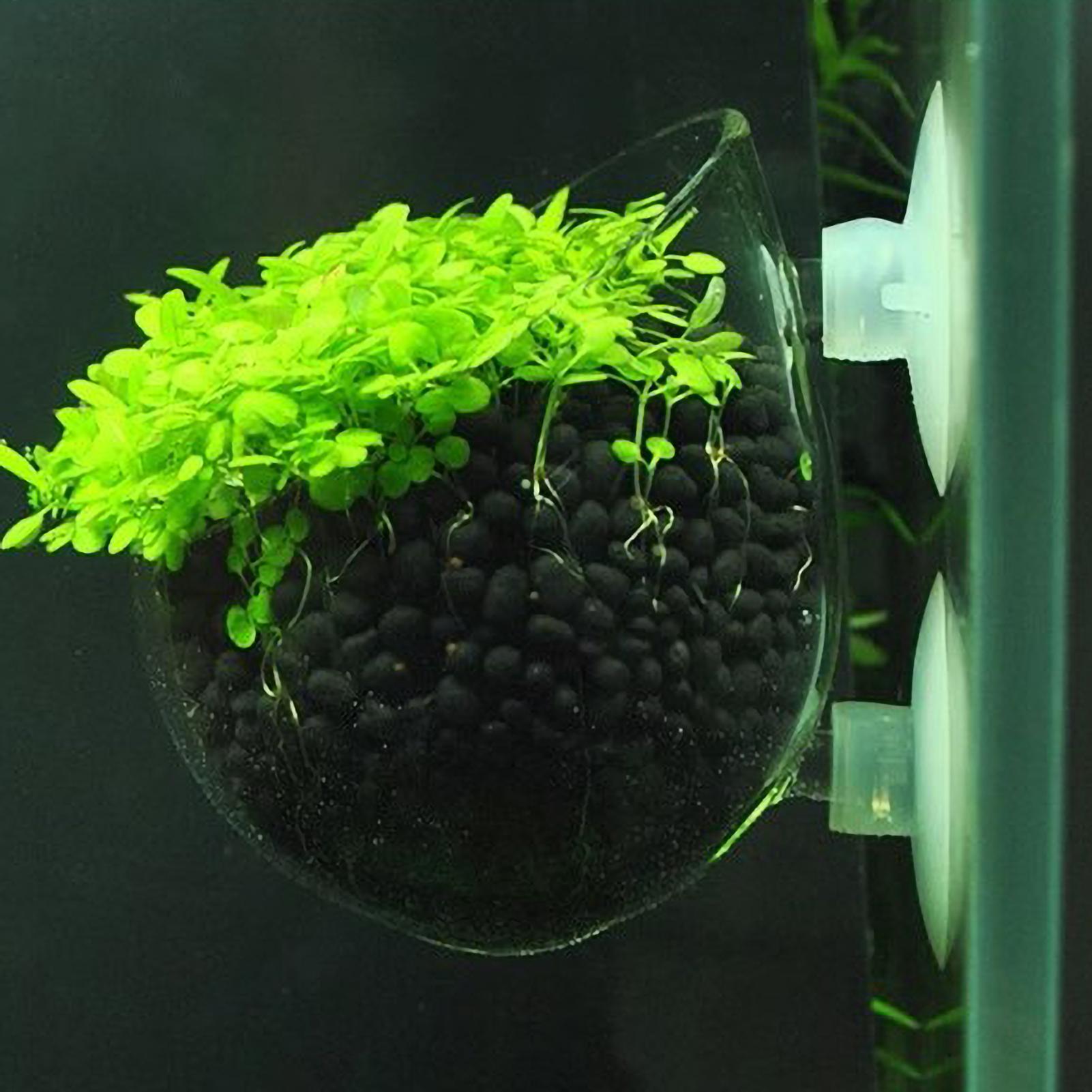 Planted Aquarium Media - ที่วางต้นไม้ในตู้ปลา กระถางแก้วสำหรับปลูกพืชน้ำ พร้อมจุกดูดสุญญากาศ สำหรับปลูกพืชสดในตู้ปลา ที่วางต้นไม้ในตู้ปลา ของตกแต่งตู้ปลา