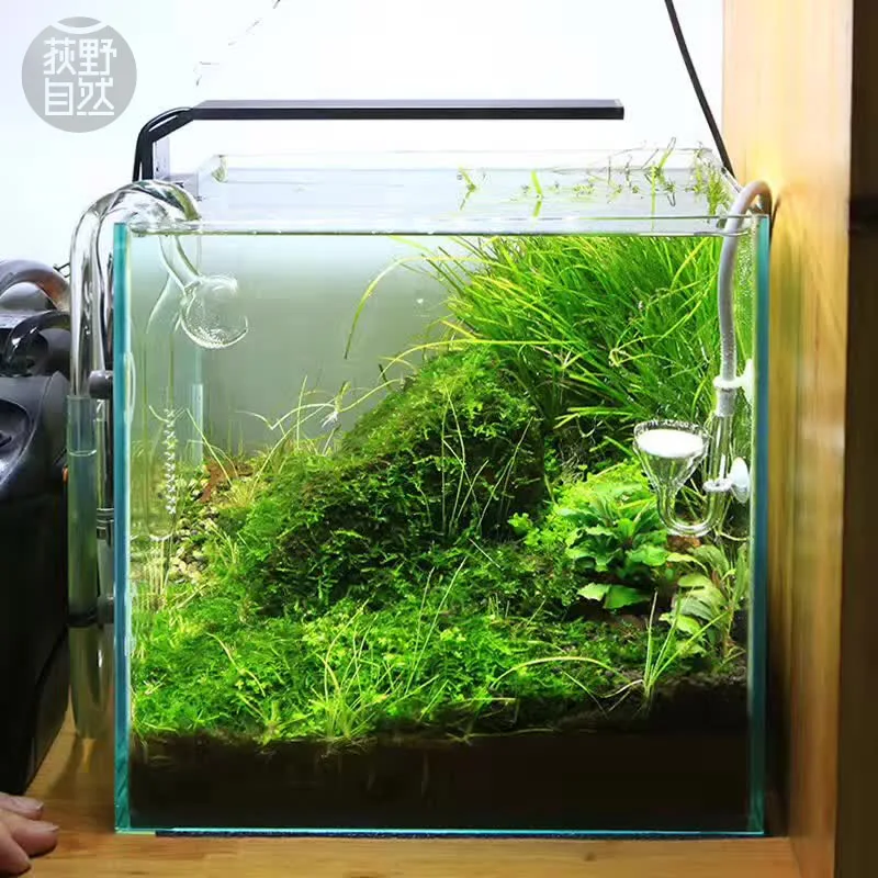 Aquarium Plant Diseases - Chihiros C Series ADA สไตล์พืช Grow