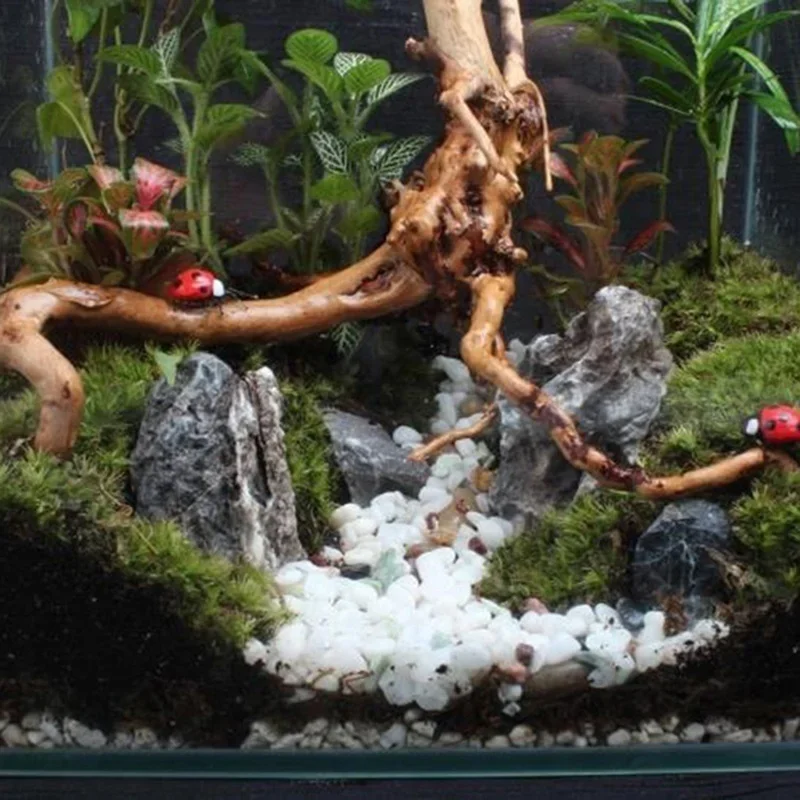 ต้นไม้ธรรมชาติลำต้นไม้ดริฟท์วู - Aquarium Plant Design บทวิจารณ์และราคา