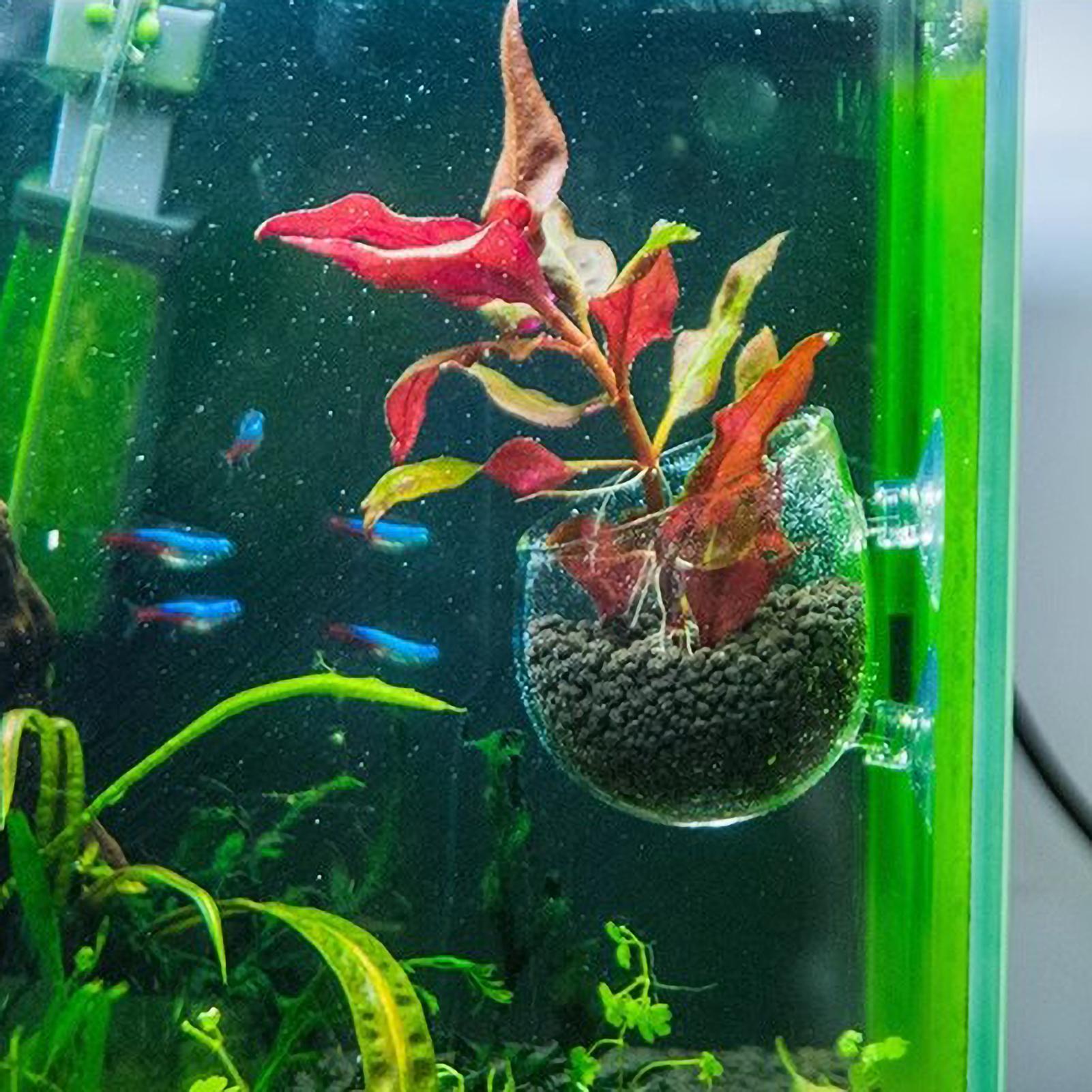 ที่วางต้นไม้ในตู้ปลา กระถางแก้ - Planted Aquarium Media บทวิจารณ์และราคา