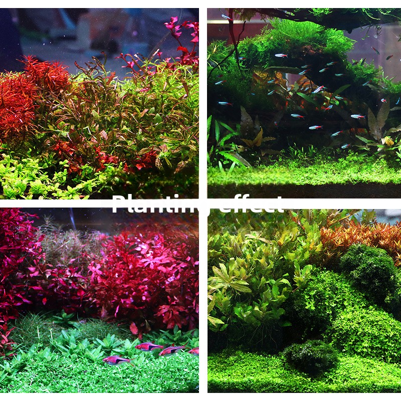 SYSENCIAGA ปลูก Aquarium พื้นผ - Aquarium Planted Soil บทวิจารณ์และราคา