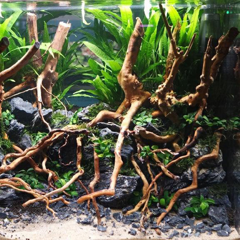 พิพิธภัณฑ์สัตว์น้ําภูมิทัศน์ไม - Aquarium Planted Soil บทวิจารณ์และราคา