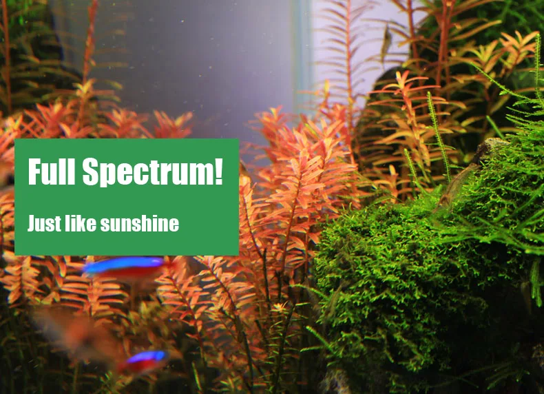 Chihiros C Series ADA สไตล์พืช - Aquarium Plant Diseases บทวิจารณ์และราคา