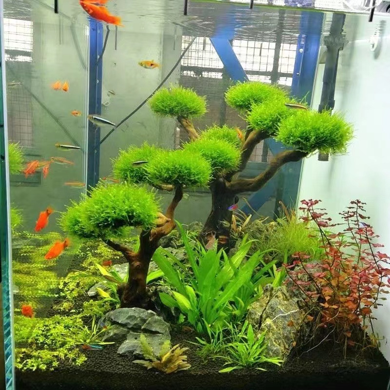 ตู้ปลาเขียวกรอบไม้ปลูกอุปกรณ์ต - Aquarium Planted Wood บทวิจารณ์และราคา