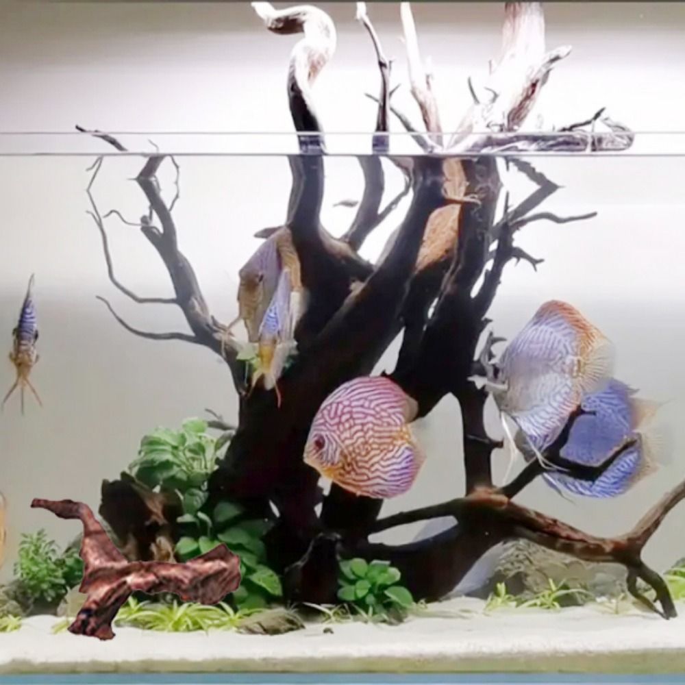ไม้ปะการังรูปทรงแปลกตา ไม้ธรรม - Aquarium Planted Soil บทวิจารณ์และราคา