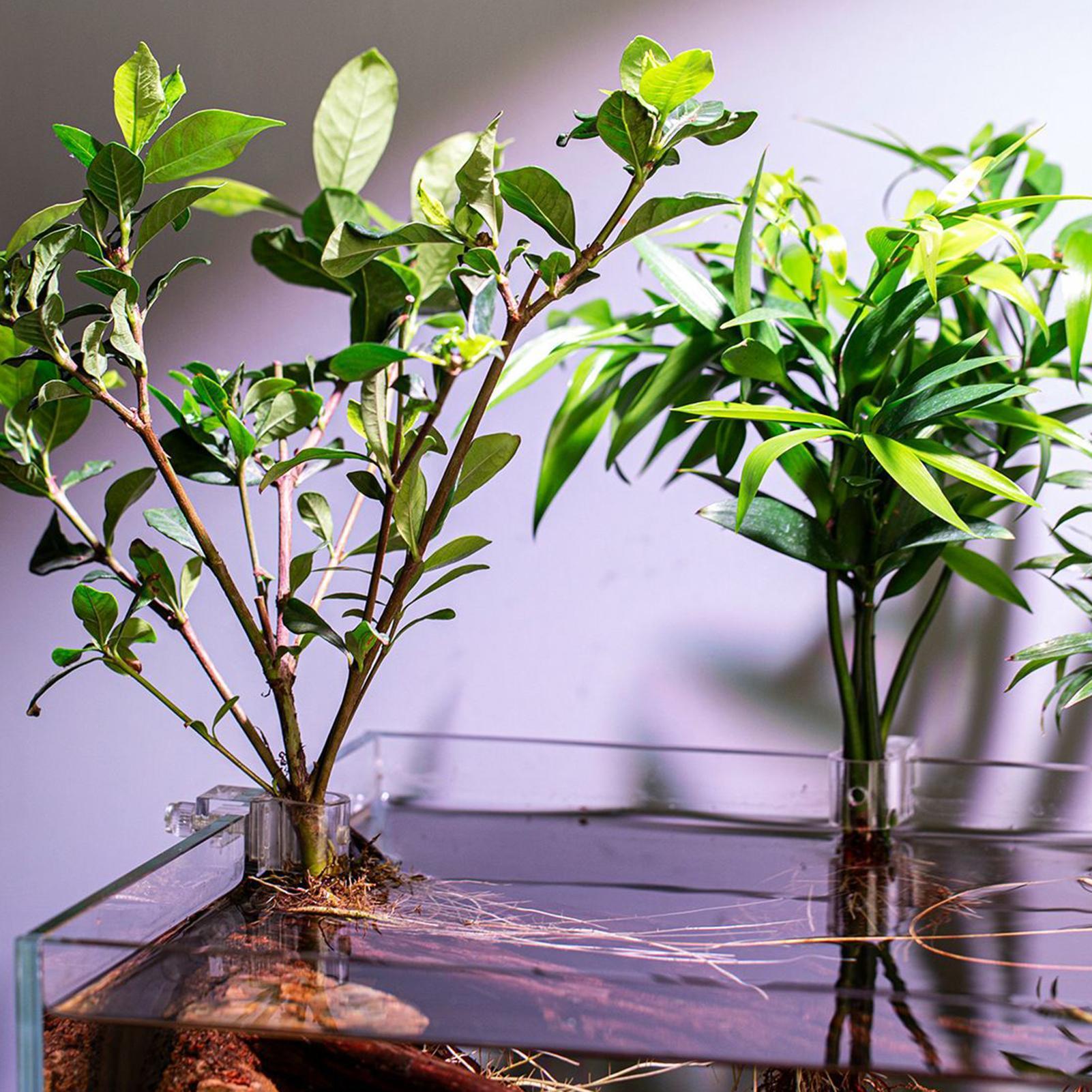 ที่แขวนต้นไม้สำหรับตู้ปลา 6 ชิ - Aquarium Plant Diseases บทวิจารณ์และราคา